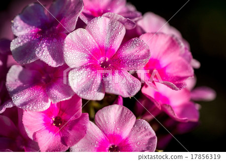 Small purple phlox flowers after rain 17856319