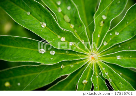 Green Lupin Flower Leaf with Multiple Waterdrops 17856761