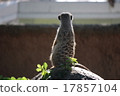 狐獴 17857104