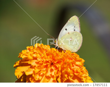 在橙色花的左邊的猴子立場 17857111