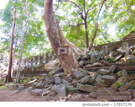 本梅利亞 本梅利亞 17857276