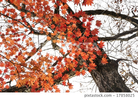 楓葉秋葉 楓葉秋葉 17858025