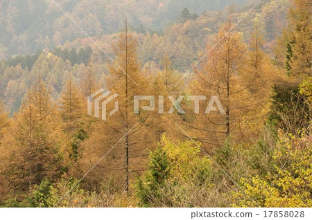 落葉松屬黃色葉子 17858028