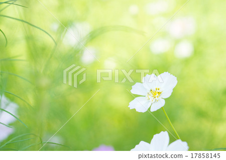 Cosmos field (double carnation) 17858145
