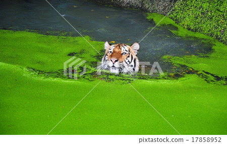 tiger swimming in the pool 17858952