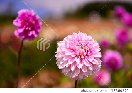 廣島縣色拉高原農場 17860271