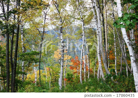 Forest of white birch that turns red 17860435