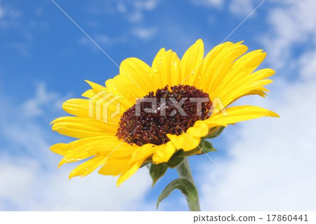 迷你向日葵 17860441
