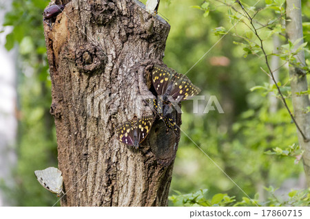 Oomurasaki Oomurasaki 17860715