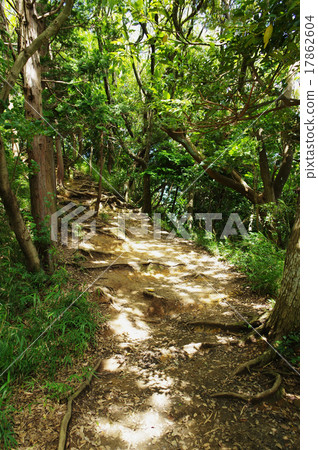 Genji mountain hiking course, tree root road Genji mountain hiking course, tree root road 17862604