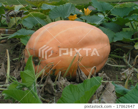 Jumbo pumpkin of Sanjin Medea Flower Museum adapted to Haloin 17862647