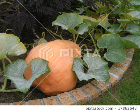 三金美狄亞花博物館的巨型南瓜適應了Haloin 17862648
