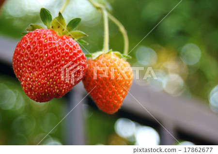 Strawberry  17862677