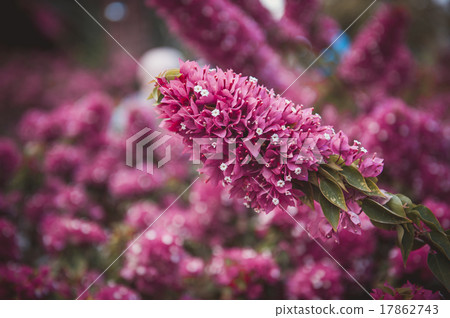field of pink flowers summer field of pink flowers summer 17862743