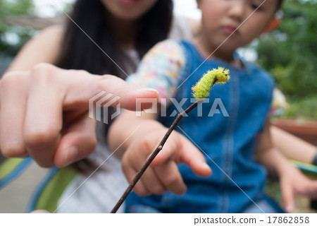 Parent and child pointing to larvae of Hilo Heli Parent and child pointing to larvae of Hilo Heli 17862858