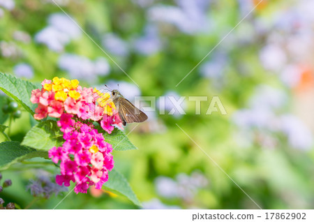 Ichimon dieseli和Lantana 17862902