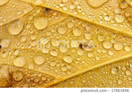 autumn leaves 17863898