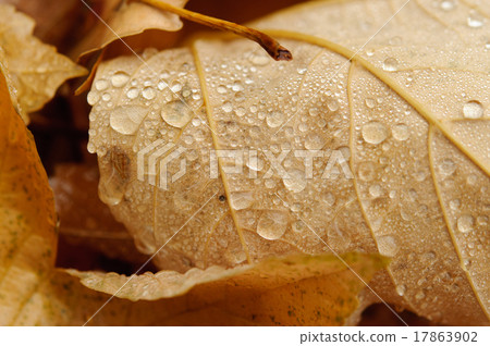 autumn leaves 17863902