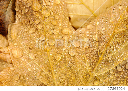 autumn leaves 17863924