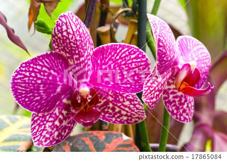 orchid flower orchid flower 17865084