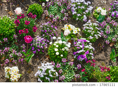 Blossoming varicolored flowerbed. Blossoming varicolored flowerbed. 17865111