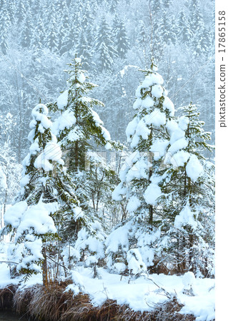 Snowy fir trees in mountain. 17865158