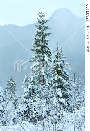 Snowy fir trees. Snowy fir trees. 17865160