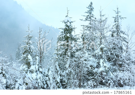 Snowy fir trees. 17865161