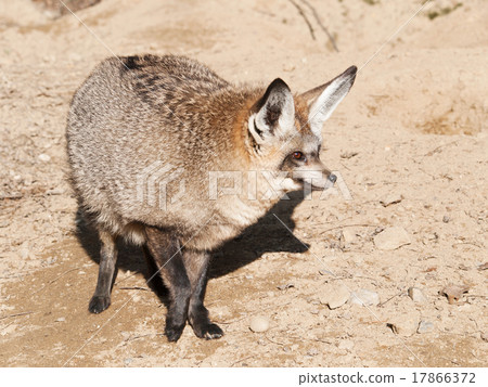 Bat eared fox - Otocyon megalotis Bat eared fox - Otocyon megalotis 17866372