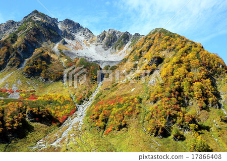 福澤捲曲的秋葉 17866408