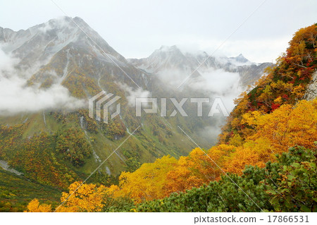 Foliage of the folding rock 17866531
