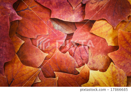 Autumn leaves 17866685