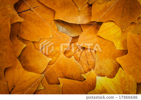 Autumn leaves 17866686