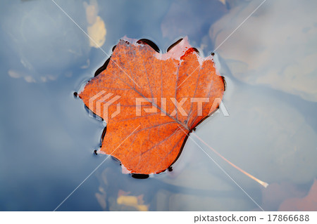 Autumn leaf on water 17866688