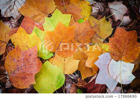 Autumn Leaves 17866690