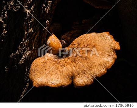 Mushroom in sunlight growing from dark tree Mushroom in sunlight growing from dark tree 17866916