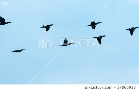 Flock of black cormorants flying across sky 17866918