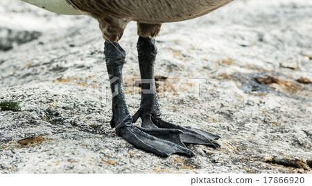 Canada Goose feet and claws detail on rock 17866920