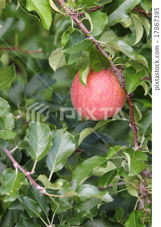 孫富士 孫富士 17867395