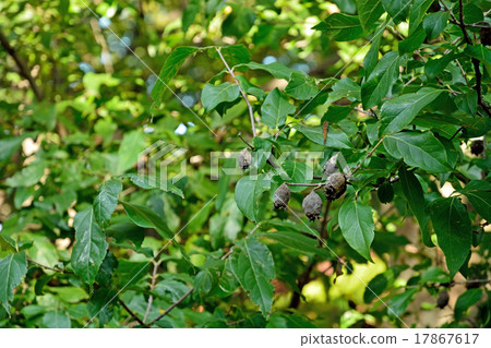 Tree: Ruby royal family 17867617