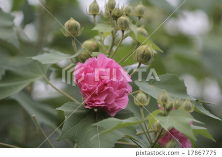 Hibiscus mutabilis 17867775