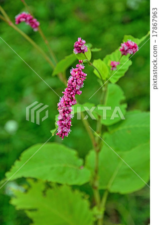 Plant: Family Tadaceaceae Plant: Family Tadaceaceae 17867963