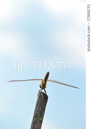 Stock Photo: living thing, compound eyes, living things