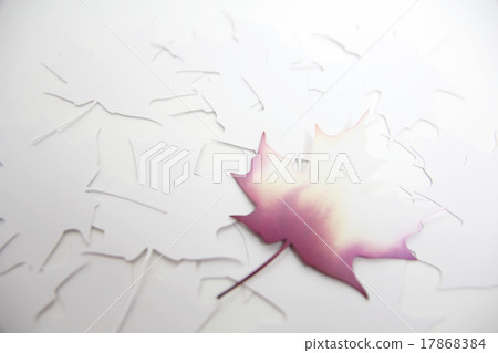  Maple leaves 17868384