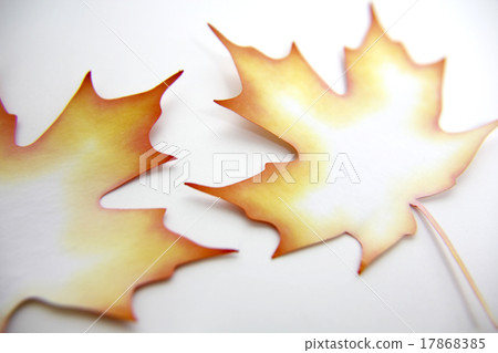  Maple leaves 17868385