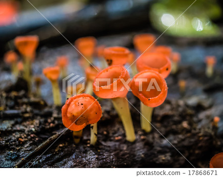 mushroom champagne 17868671