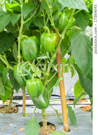 Green bell pepper plant 17869045