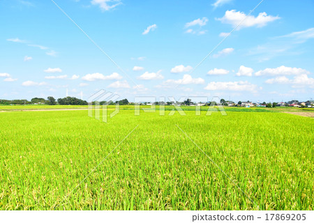 Paddy field and sky Paddy field and sky 17869205