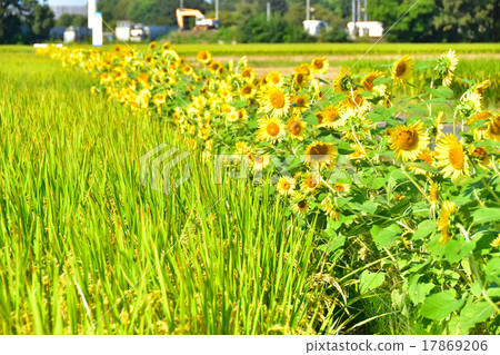 Paddy and sunflower Paddy and sunflower 17869206