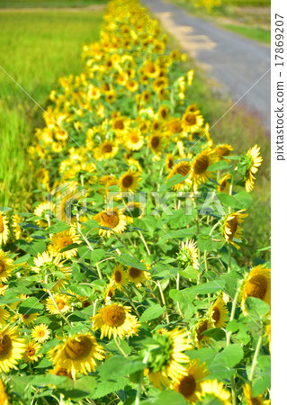 Paddy and sunflower Paddy and sunflower 17869207